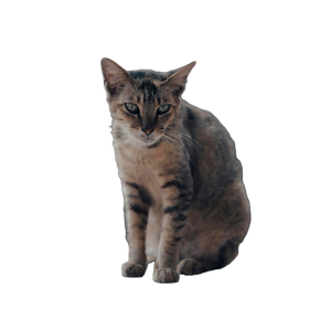 A Tabby Cat Sitting Outdoors With A Blurred Background, Showcasing Its Fur Patterns. 15205 - Cat PNG image with transparent background
